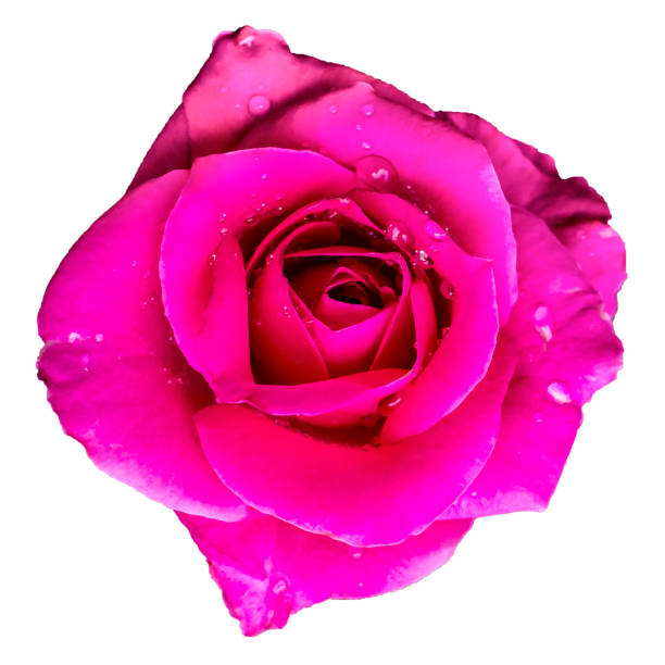istock rose Valentine day love isolated on white background 917113458