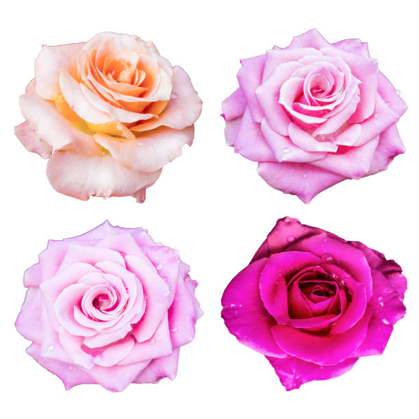 istock Set rose Valentine day love isolated on white background 917113466