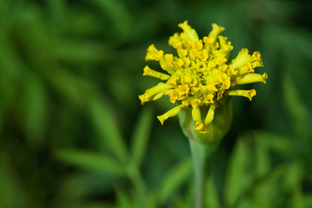 Closeup of young marigold