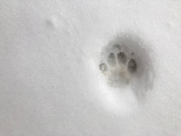 istock A single cat paw print left in the new snow fall. 917119576