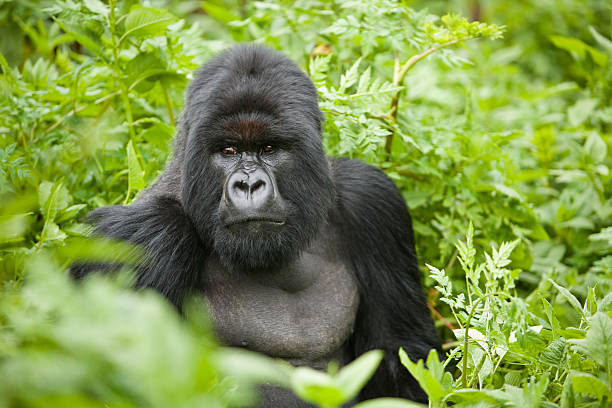 Family of gorillas in Rwanda early in the morning after the mist, like in the film about Diane Fosset