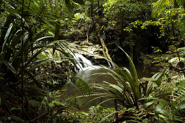 Cascata nella foresta pluviale - foto stock