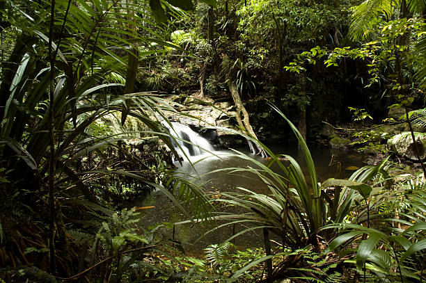 Cachoeira na floresta tropical - foto de acervo