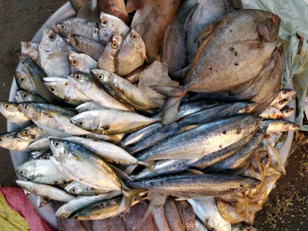istock Seafood background food 917126118