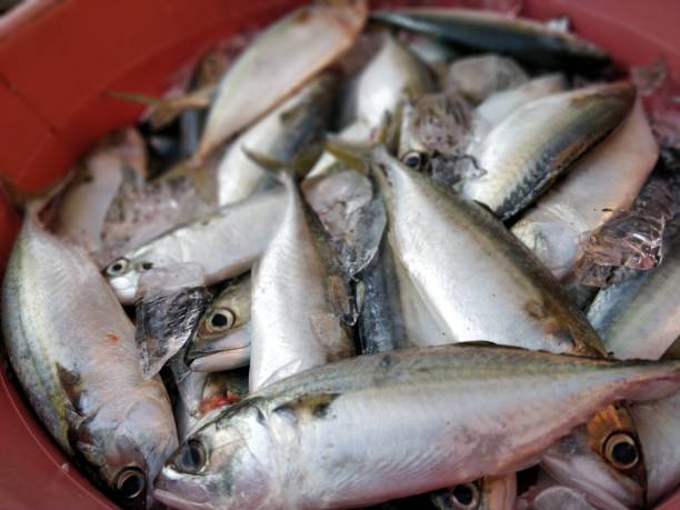 istock Seafood background food 917126304