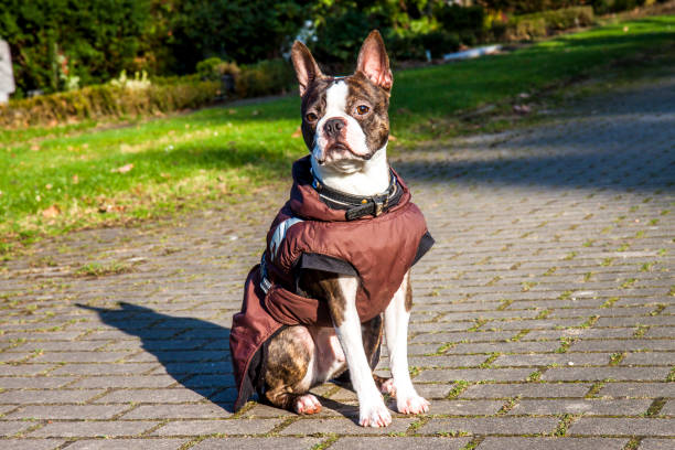 istock Pug dog with jacket on a cold winter morning 917129482