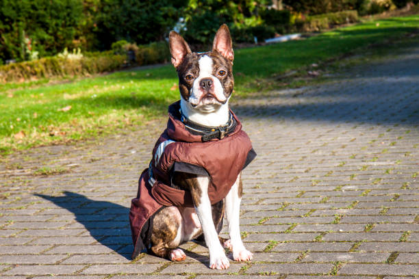 istock Pug dog with jacket on a cold winter morning 917129552