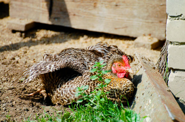 Free Range Plymouth Rock Chicken