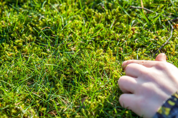 istock Boy showing the growing moss amongst the lawn 917131874