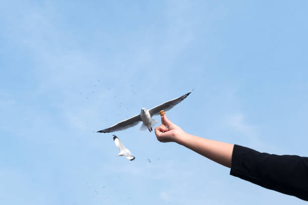 istock a person rising hand to feeding a beautiful feather seagull 917132672