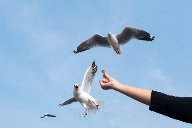 istock a person rising hand to feeding a beautiful feather seagull 917132676