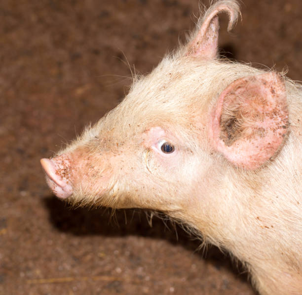 istock portrait of a pig on a farm 917133612