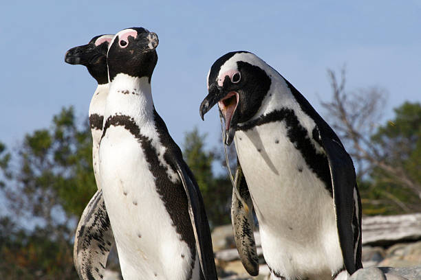 африканский пингвинов в robben остров - cape town jackass penguin africa animal стоковые фото и изображения