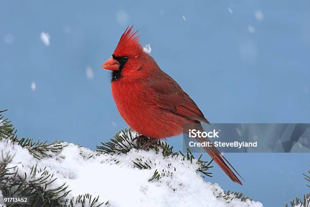 Cardeal Em Uma Tempestade De Neve - Fotografias de stock e mais imagens de Cardeal - Pássaro - Cardeal - Pássaro, Céu, Neve