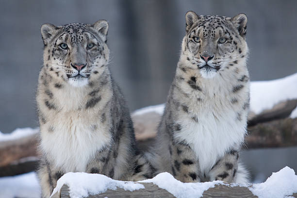 Dos nieve leopards llamado copo de nieve y Makalu - foto de stock
