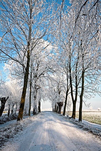 istock Winter landscape in the Netherlands 91713757