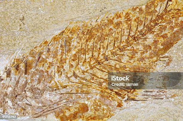 Fossilisierten Fish Stockfoto und mehr Bilder von Alt - Alt, Aquatisches Lebewesen, Ausgestorbene Tierart