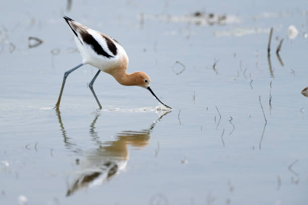 american avocet feeding american avocet feeding avocet stock pictures, royalty-free photos & images