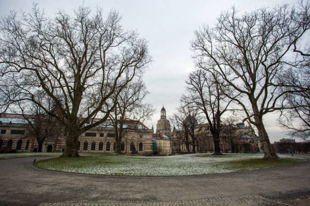 istock Big plane tree in Dresden, Saxony, Germany 917138956