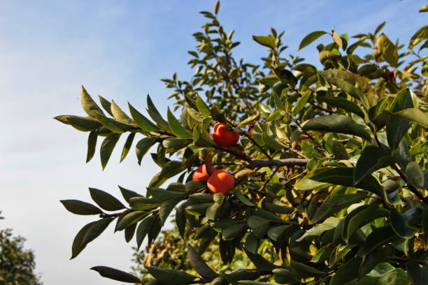istock a plantation of ripe persimmon 917139180