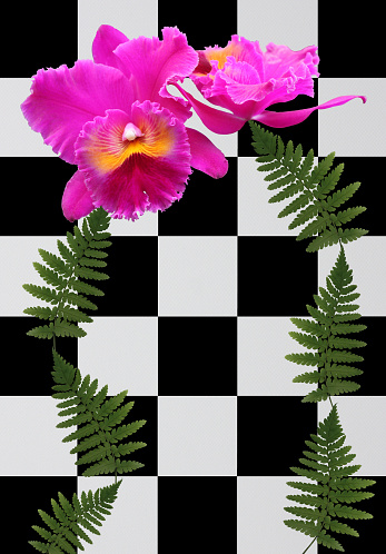 Orchid and ferns on a black and white checkered background