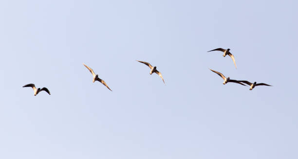 istock a flock of seagulls in the sky at sunset 917139548