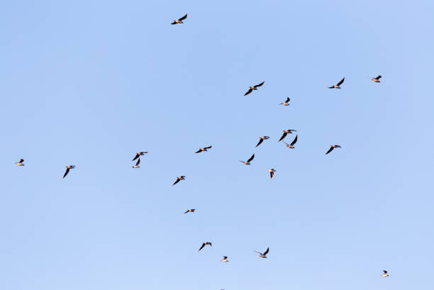 istock a flock of seagulls against a blue sky 917139858