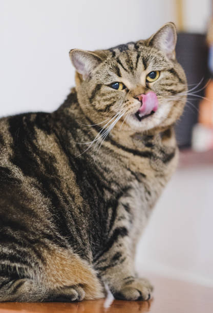 istock Funny Fat Cat Sitting brown cat playing relaxed 917139932