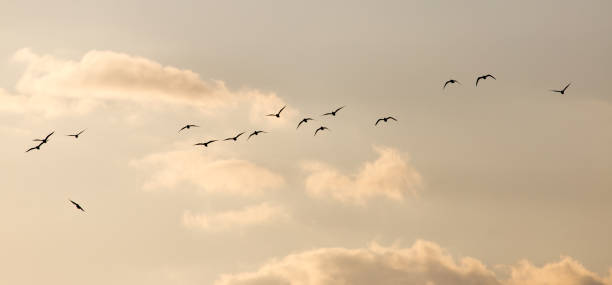 istock a flock of seagulls in the sky at sunset 917140136