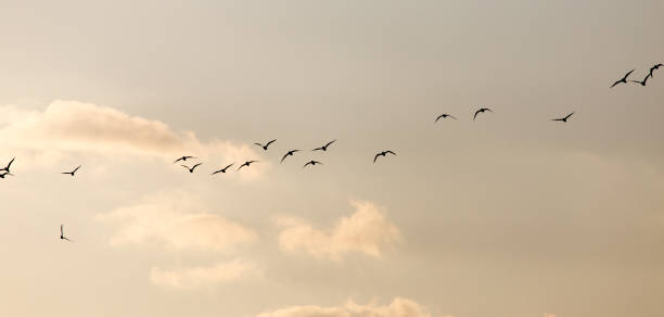 istock a flock of seagulls in the sky at sunset 917140154