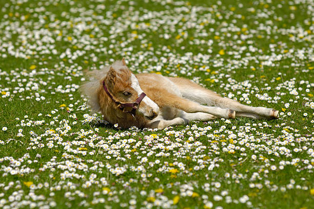 istock Horse foal is resting on flower field 91714216