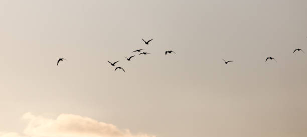 istock a flock of seagulls in the sky at sunset 917142194
