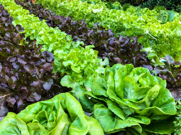 istock Hydroponic vegetables, Butter head lecttuce, Red leaf growing in greenhouse 917142302
