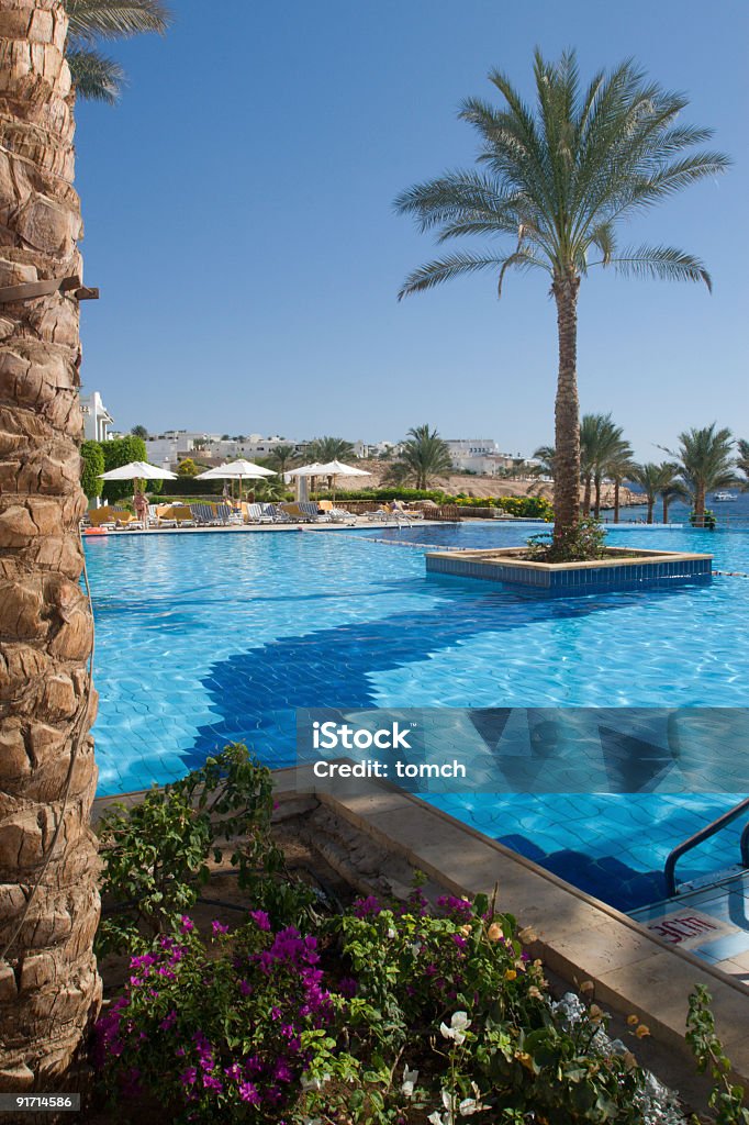 Piscina con palmeras. - Foto de stock de Actividades recreativas libre de derechos