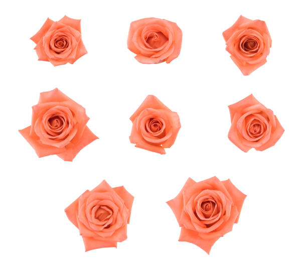 istock Set of orange roses from top view isolated on white background 917146080