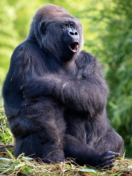 gorila das terras baixas, jersey. - gorilla zoo animal silverback gorilla imagens e fotografias de stock