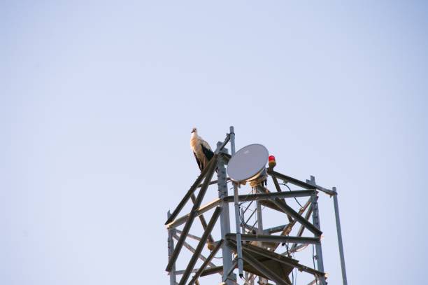 istock White stork on an antenna of telecommunications 917149320