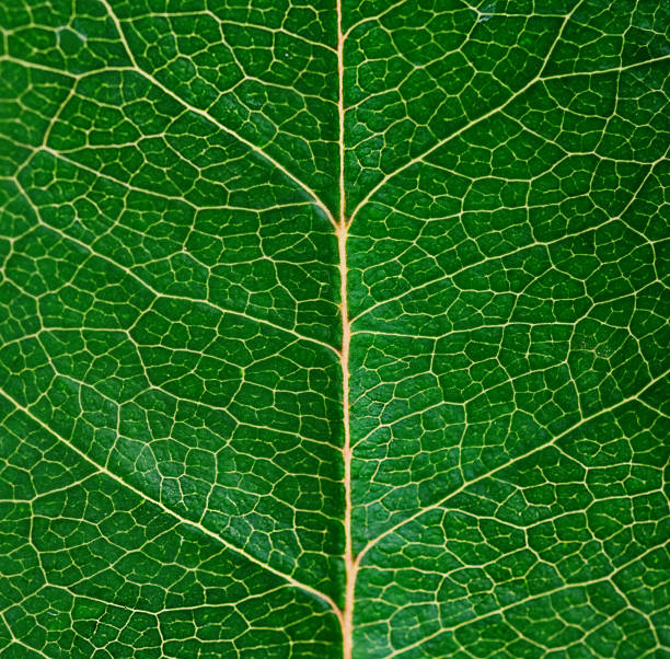 istock macro of green leaf with veins like a tree 91715238