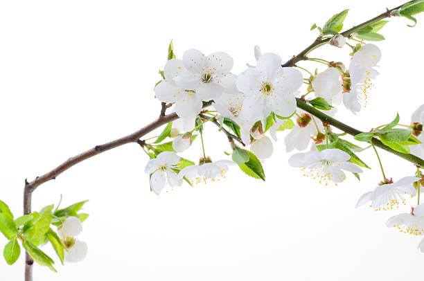istock Greeting holiday card with blooming flowers 91715271