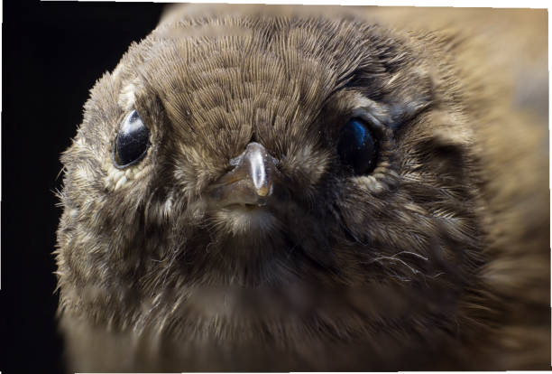 Macro picture of a bird in the Faroe Islands