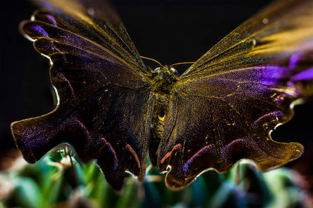 istock Macro picture of a butterfly 917153062
