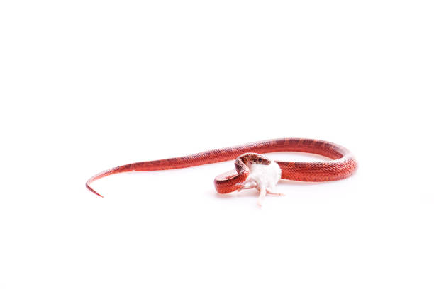 corn snake leash