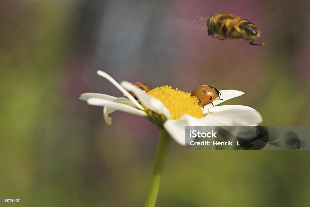 Ladybirds et Syrphe - Photo de Aile d'animal libre de droits