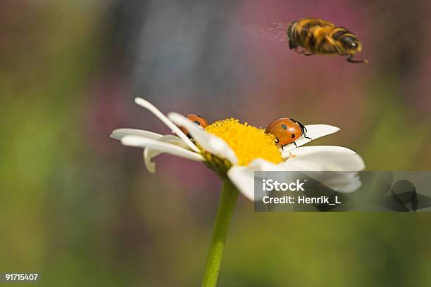 Photo libre de droit de Ladybirds Et Syrphe banque d'images et plus d'images libres de droit de Aile d'animal - Aile d'animal, Atterrir, Blanc