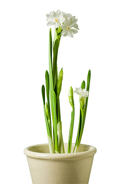 Freshly Budded Paperwhites Narcissus Flower Isolated  paperwhite narcissus stock pictures, royalty-free photos & images