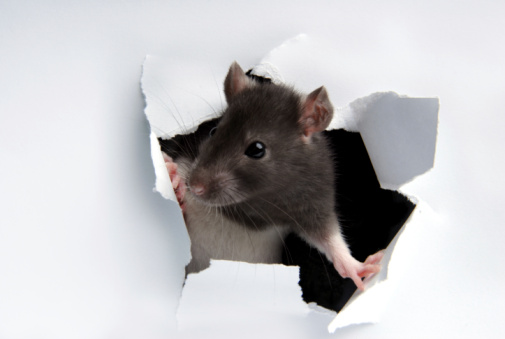 A gray with white rat in the paper hole.