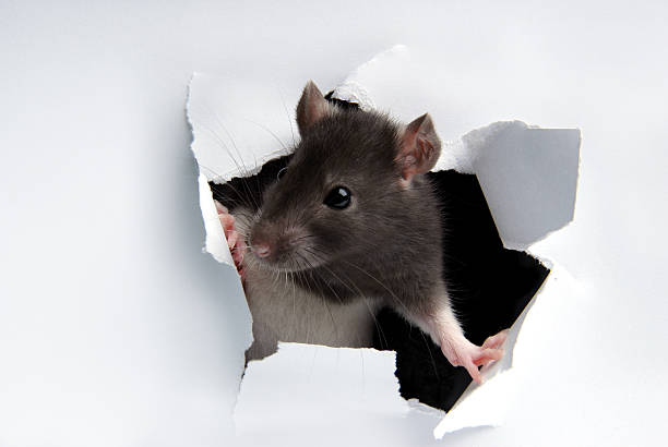 A rat poking its head through the wall A gray with white rat in the paper hole. rodent stock pictures, royalty-free photos & images