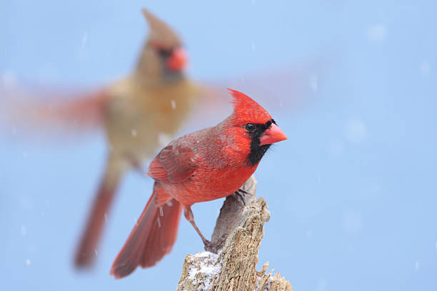 istock Northern Cardinals 91715561