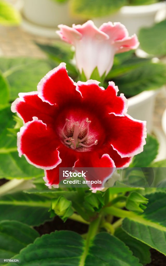 Foto de Gloxinia Belas Flores Vermelhas e mais fotos de stock de Gloxínia -  Gloxínia, Vermelho, Aviso de frágil - iStock