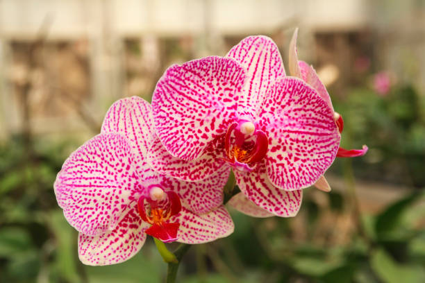 Pink orchid, Vanda denisoniana flower. Pink orchid, Vanda denisoniana flower in flower garden farm. vanda denisoniana stock pictures, royalty-free photos & images